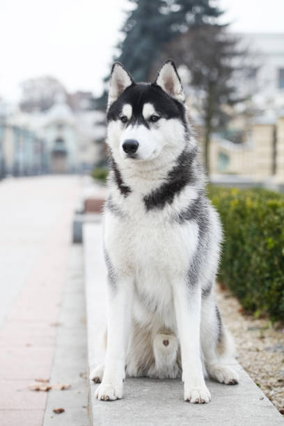 istock Black and white siberian husky walking in the park 1432986566