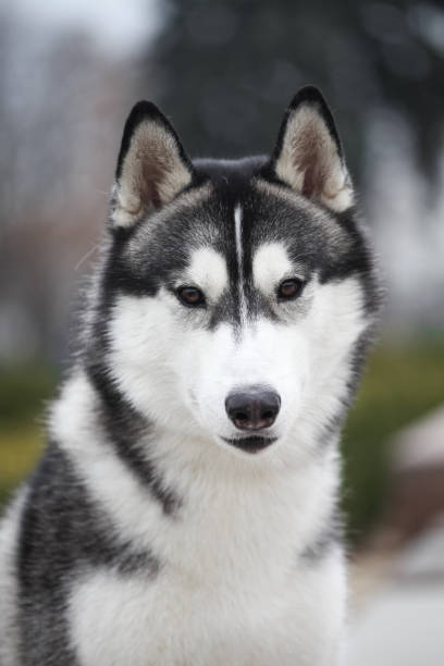 istock Black and white siberian husky walking in the park 1432986578