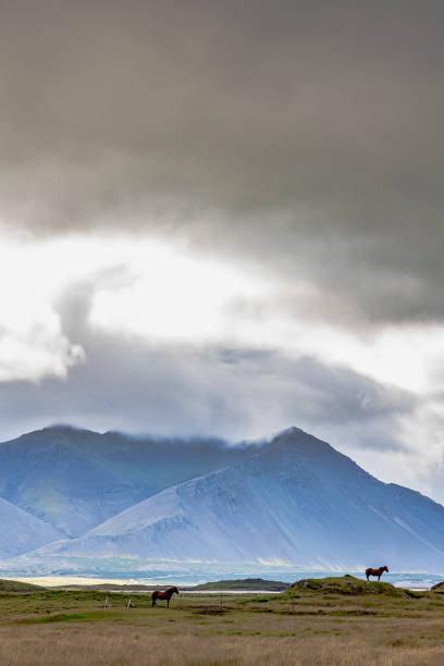 istock Icelandic horses with mountains on the background 1432988049