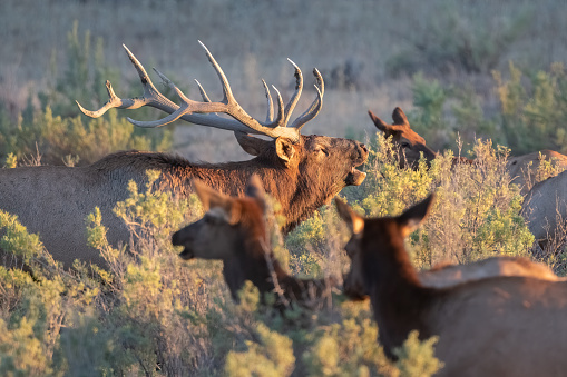 Early morning in Yellowstone National Park. Please see my portfolio for a similar image cropped in a panoramic format.