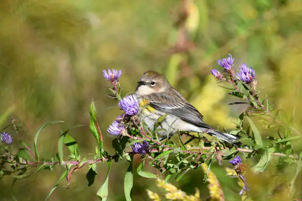 Photo of Yellow-rumped Warbler with confusing fall colors