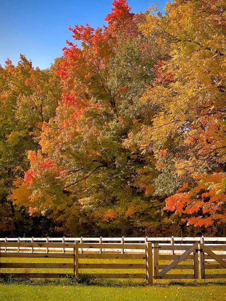 istock Twin Fences and Colorful Forest 1432991983