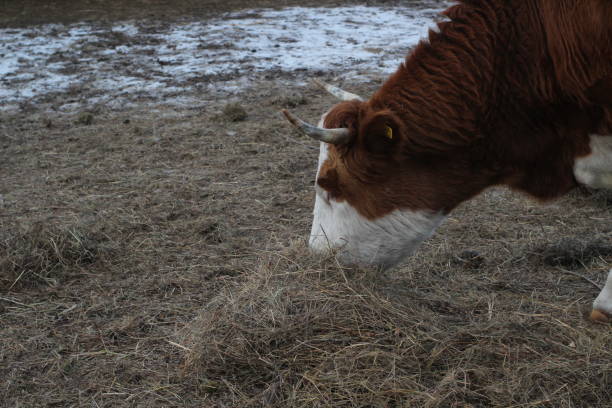 Scottish Highland cattle or Kyloe