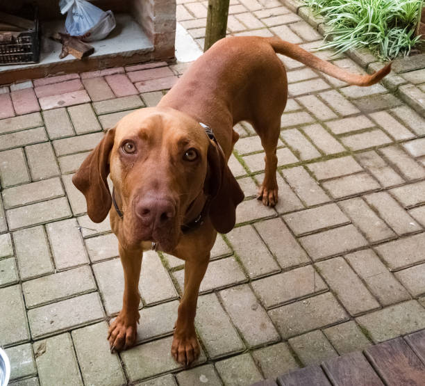 istock Cute brown vizsla dog looking at the camera 1432994159
