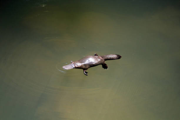 ornitorrinco nadando en el agua en el parque nacional eungella cerca de mackay en queensland, australia - ornitorrinco fotografías e imágenes de stock