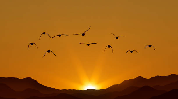istock Orange sky on sunset or sunrise with flying birds with copy space 1432996393