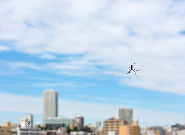 Spider and spider web against cityscapes with copy space.