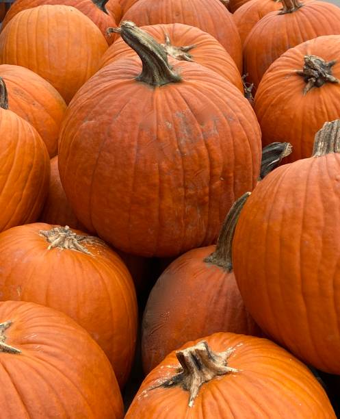 istock Heap of Pumpkins 1432996500