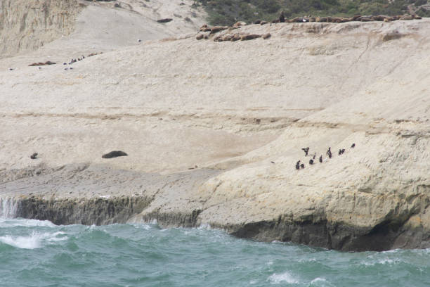 istock birds of the sea 1432998555