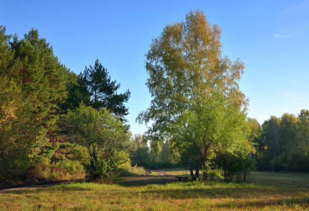 Forest park in early autumn. Green trees on the edge of the forest under a blue sky. Novosibirsk, Siberia, Russia, 2022