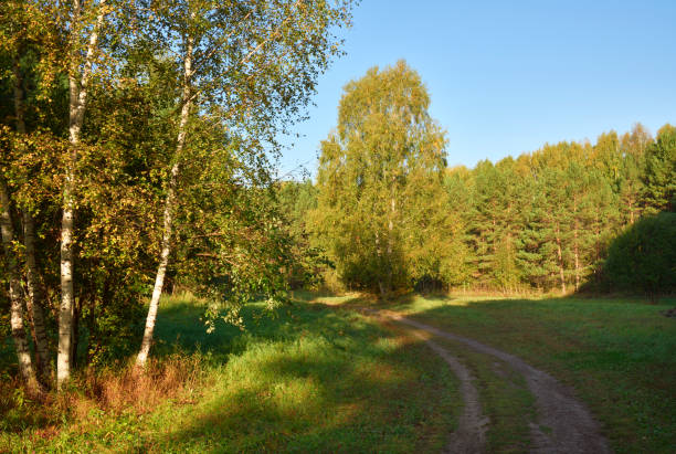 Forest park in early autumn. A field road among green birches under a blue sky. Novosibirsk, Siberia, Russia, 2022