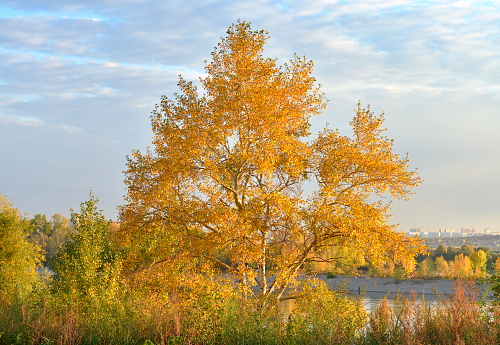 A bright yellow tree in autumn. Vegetation on the banks of the Ob River under a blue sky. Novosibirsk, Siberia, Russia, 2022