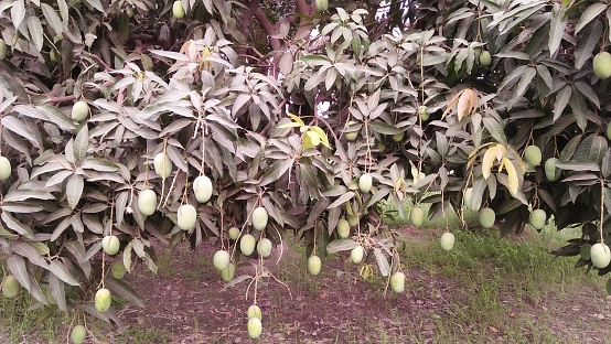 Mango tree & Mangos