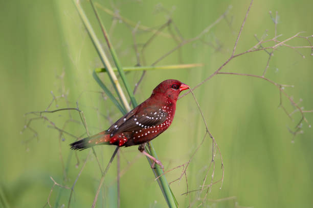 istock Red Avadavat (Amandava amandava) on the branch 1433001824