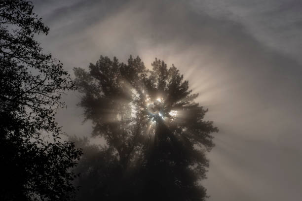 Autumn morning fog and glow from Alouette Slough Wetlands in Port Coquitlam, BC