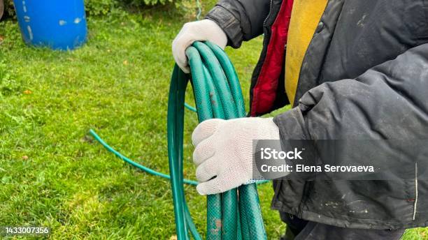 Hands In Gloves Roll Up The Watering Hose Stock Photo - Download Image Now - 40-44 Years, Activity, Adult