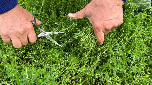 istock The hand holds scissors and cuts the grass 1433008036