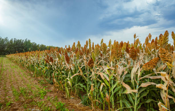 campi di sorgo nella stagione del raccolto - sorghum animals feeding outdoors close up foto e immagini stock