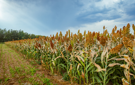 Fresh cob of ripe corn on green field at sunset