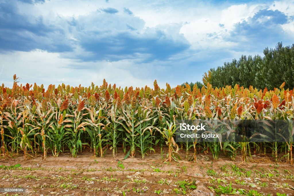 Sorghum fields in harvest season Feeding Stock Photo