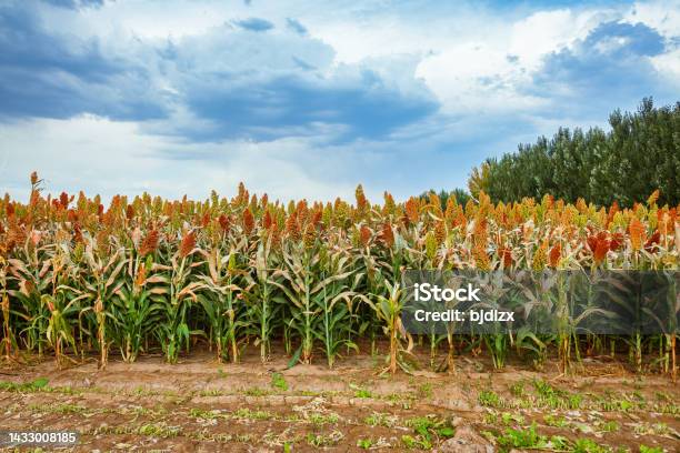 Sorghum Fields In Harvest Season Stock Photo - Download Image Now - Feeding, Livestock, Wheat