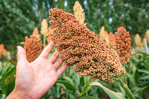 Sorghum fields in harvest season