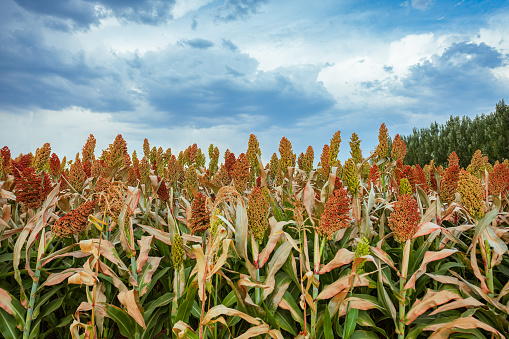 Sorghum fields in harvest season