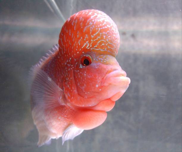 istock Flowerhorn cichlid fish male 1433010625