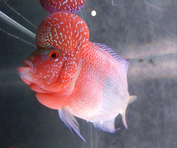 Flowerhorn cichlid fish male boom head