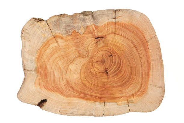 istock Wood plank to use as background and texture. 1433010790