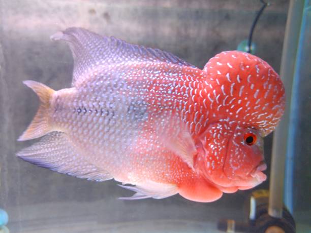 Flowerhorn cichlid fish male boom head