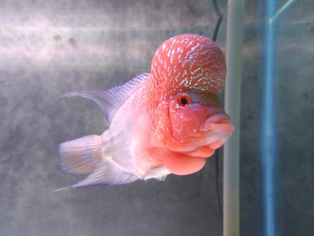 istock Flowerhorn cichlid fish male 1433011373