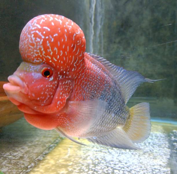 istock Flowerhorn cichlid fish male 1433011394