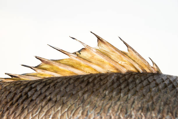 Dorsal fin fish back spine spikes close-up dragon sail mangrove grey snapper