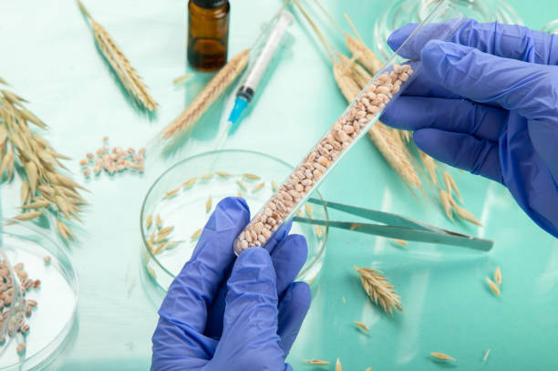 Analyzing agricultural wheat grains in laboratory stock photo