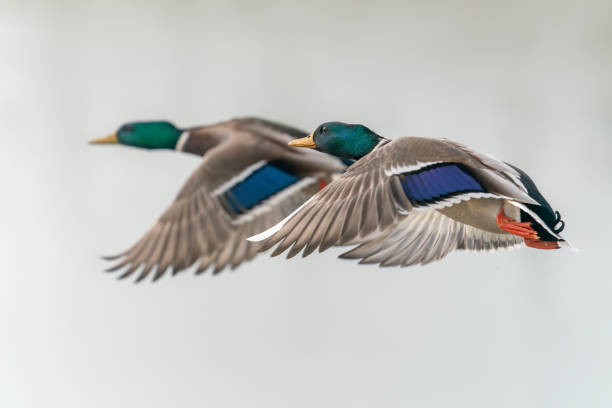 istock Two Male Mallard duck in flight (Anas platyrhynchos). 1433012912