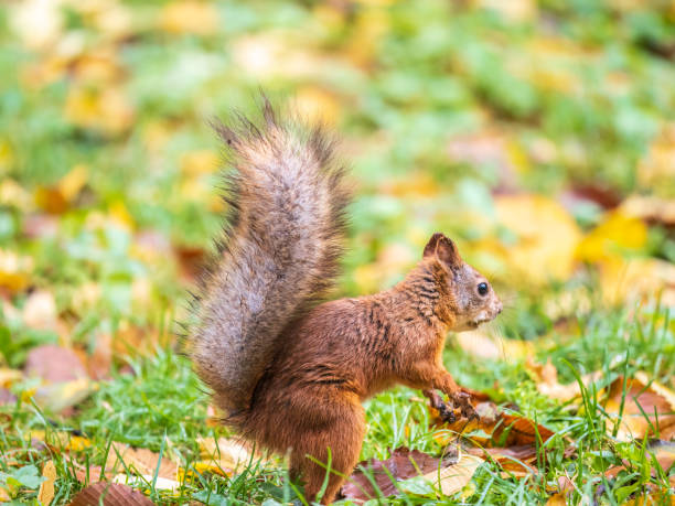 istock Squirrel in autumn hides nuts on the green grass with fallen yellow leaves 1433013692
