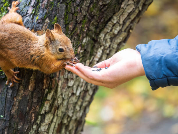 istock The boy feeds a squirrel with nuts from a hand in the wood 1433013702