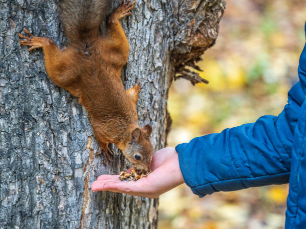 istock The boy feeds a squirrel with nuts from a hand in the wood 1433013703