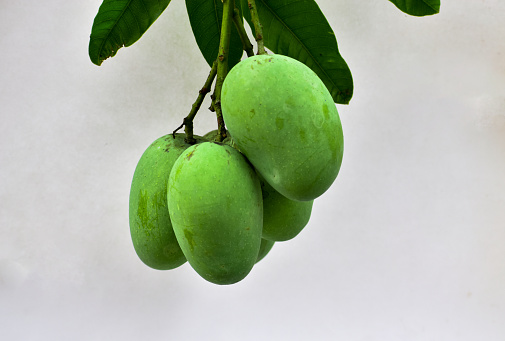 Green mango and green leaf on white background,Group of raw mangoes organic with sour and high vitamin C fruit for healthy.