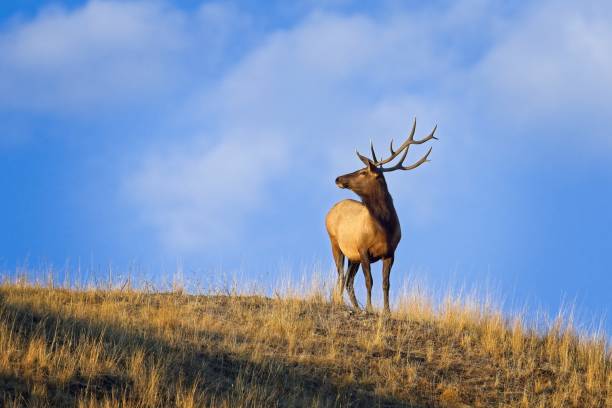istock Bull Elk standing on a hilltop. 1433013994