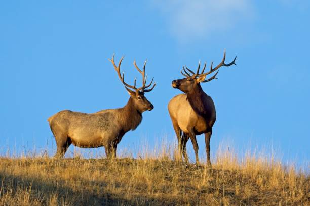 istock Two bull elk on top of a hill. 1433013996