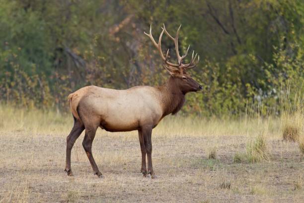 istock Side profile of bull elk. 1433014008