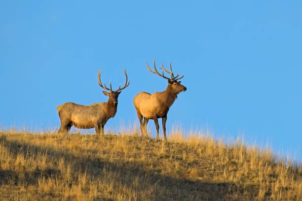 istock Two elk standing on the ridge in Montana. 1433014014