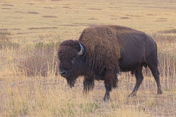 istock Close up of bison in a field. 1433014015