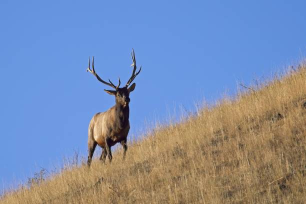 istock A majestic elk walks on the side of a hill. 1433014033