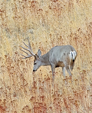 A large muledeer busk with antlers grazes on dry grass near Charlo, Montana.