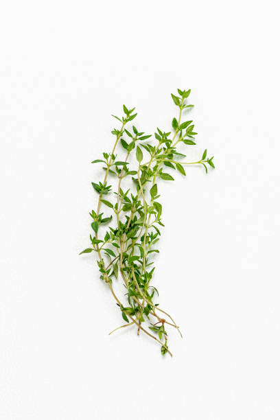 tomillo tallos hojas fondo blanco ingrediente orgánico hierba aromática medicinal - thyme fotografías e imágenes de stock