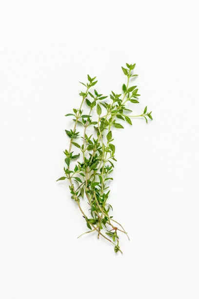 Photo of thyme stems leaves white background organic ingredient herb aromatic medicinal