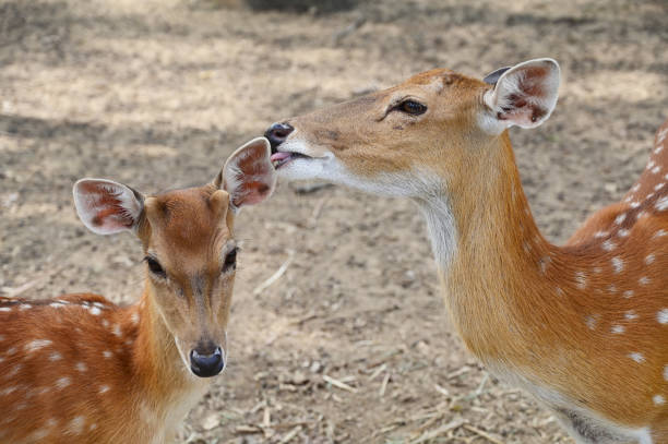 istock white spotted deers in the zoo 1433016498